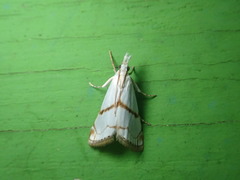 Pseudargyria interruptella