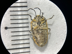 Eurydema gebleri