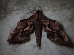 Phyllosphingia dissimilis