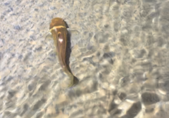 Tachysurus trilineatus