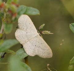 Scopula liotis