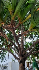 Pandanus