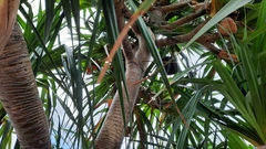 Pandanus