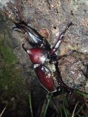 Trypoxylus dichotomus septentrionalis