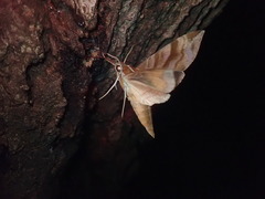 Ampelophaga rubiginosa