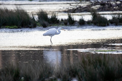 Ardea alba