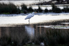 Ardea alba
