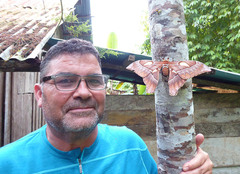 Coscinocera eurystheus