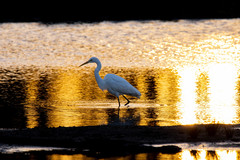 Ardea alba