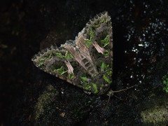 Trachea atriplicis