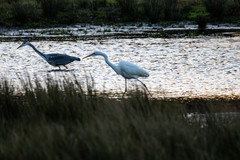 Ardea cinerea