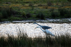 Ardea cinerea