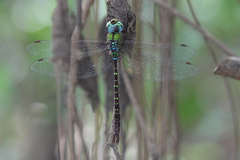 Heliaeschna uninervulata