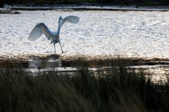 Ardea alba