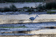 Ardea cinerea