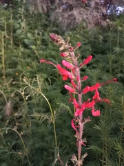 Salvia exserta