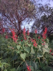 Salvia exserta