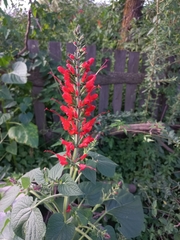 Salvia exserta