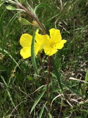 Oenothera serrulata