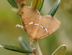 Chrysolarentia leucozona