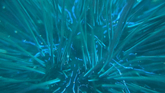 Diadema africanum