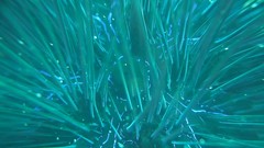Diadema africanum