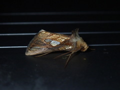 Plusia festucae