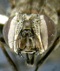 Fannia armata