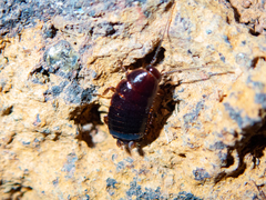 Loboptera canariensis