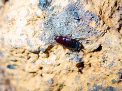 Loboptera canariensis