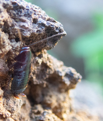 Loboptera canariensis