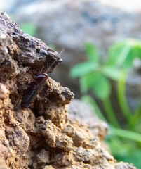 Loboptera canariensis