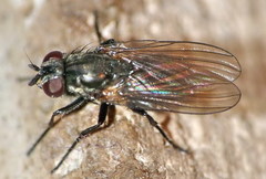 Fannia armata