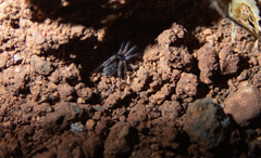 Haplodrassus dalmatensis