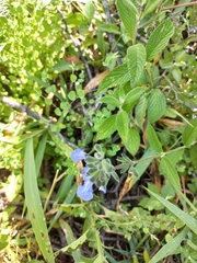 Salvia sucrensis
