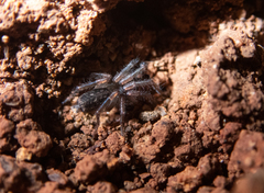 Haplodrassus dalmatensis