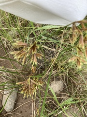 Cyperus nitidus