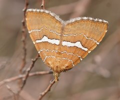 Chrysolarentia leucozona