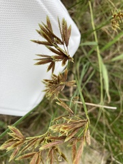 Cyperus nitidus