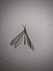 Banyutus lethalis