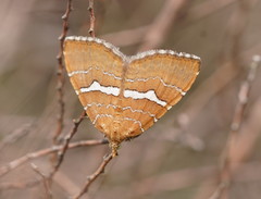 Chrysolarentia leucozona