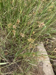 Cyperus nitidus