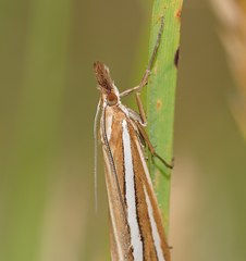 Hednota grammellus