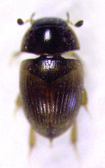 Cercyon nigriceps
