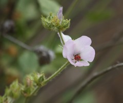 Malacothamnus densiflorus