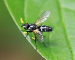 Phyllomya