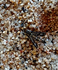 Pyropteron muscaeformis