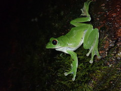 Zhangixalus arboreus