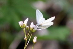 Pieris virginiensis