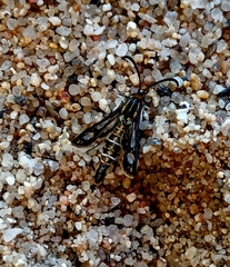Pyropteron muscaeformis